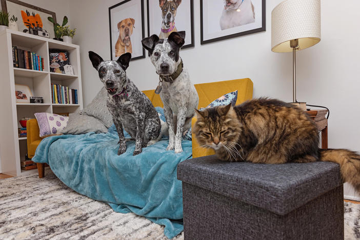 Two gray and white dogs sit up on a blue blanket on a yellow couch. In the foreground a orange brown cat sits on a gray ottoman with its eyes closed.