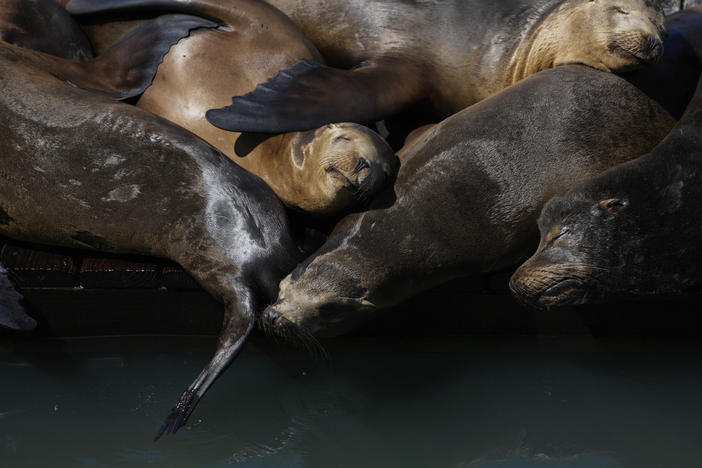 Sea lions sunbathe on a raft along Pier 39, on Thursday.