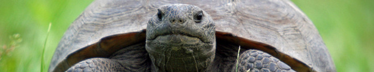 gopher tortoise 