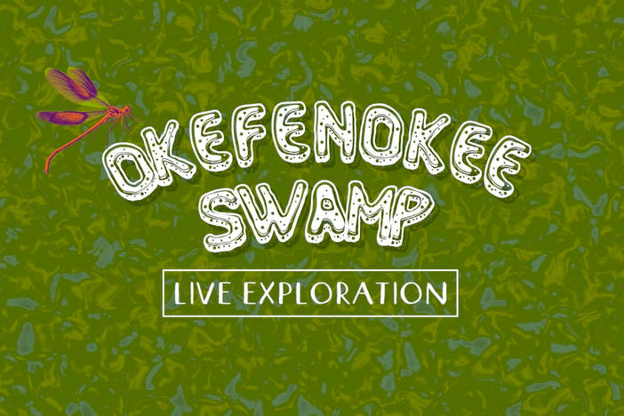 Live Exploration: Okefenokee Swamp thumbnail