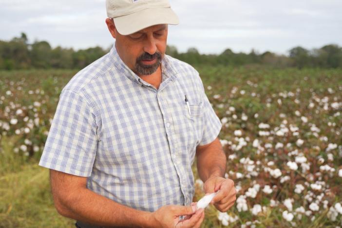 Fork in the Road Podcast - Southern Drawl Cotton