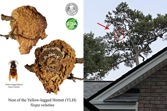 The Georgia Department of Agriculture shared images of a yellow-legged hornet nest that its scientists removed Wednesday from a tree on a Wilmington Island residential property located near the Savannah Bee Company's garden.