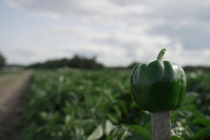 A pepper grown at Corbett Brothers Farms