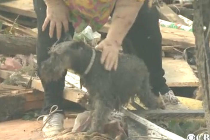 This dog was pulled from the Oklahoma tornado rubble during an interview.