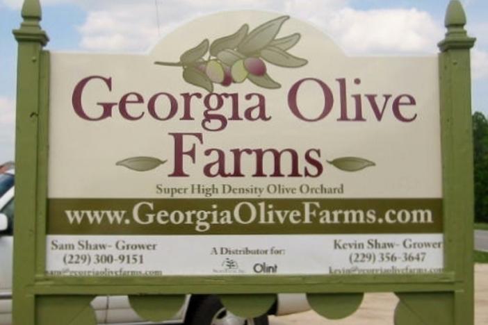 Georgia Olive Farms is Leading an American Emergence in Olive Oil Production