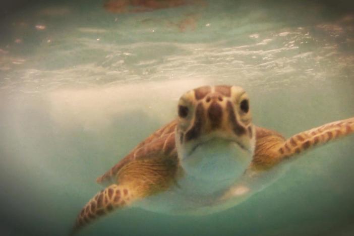 All animals should have it as good as the patients at the Georgia Sea Turtle Center.