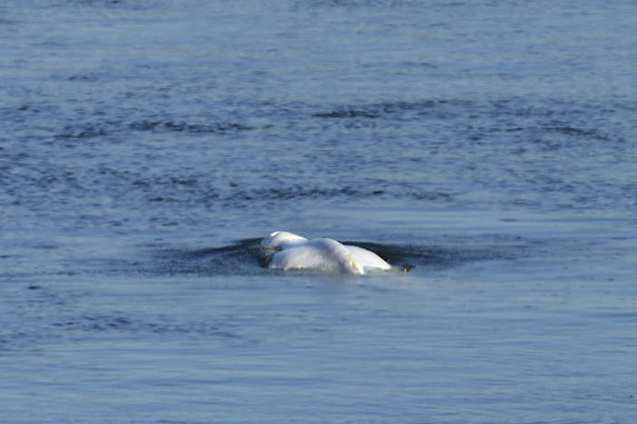 The Beluga whale swims in the lock of Notre Dame de la Garenne in Saint-Pierre-la-Garenne, west of Paris, France, Tuesday, Aug. 9, 2022. During Wednesday's rescue operation, the dangerously thin animal began to have breathing difficulties, and experts decided the most humane thing to do was to euthanize the creature.