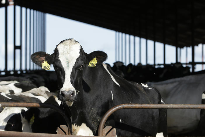 The U.S. Food and Drug Administration said Tuesday, April 23, 2024, that samples of pasteurized milk had tested positive for remnants of the bird flu virus that has infected dairy cows.