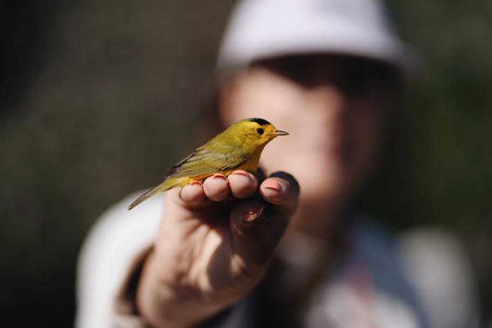Lauren Hill, a graduate student at Cal State LA, holds a bird at the bird banding site at Bear Divide in the San Gabriel Mountains.