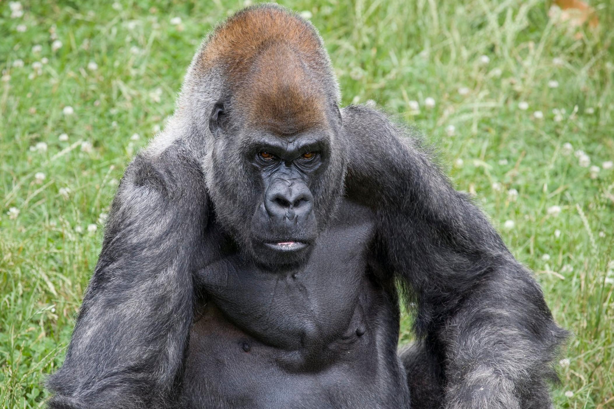 The World's Oldest Male Gorilla Has Died At Zoo Atlanta. He Was 61 ...