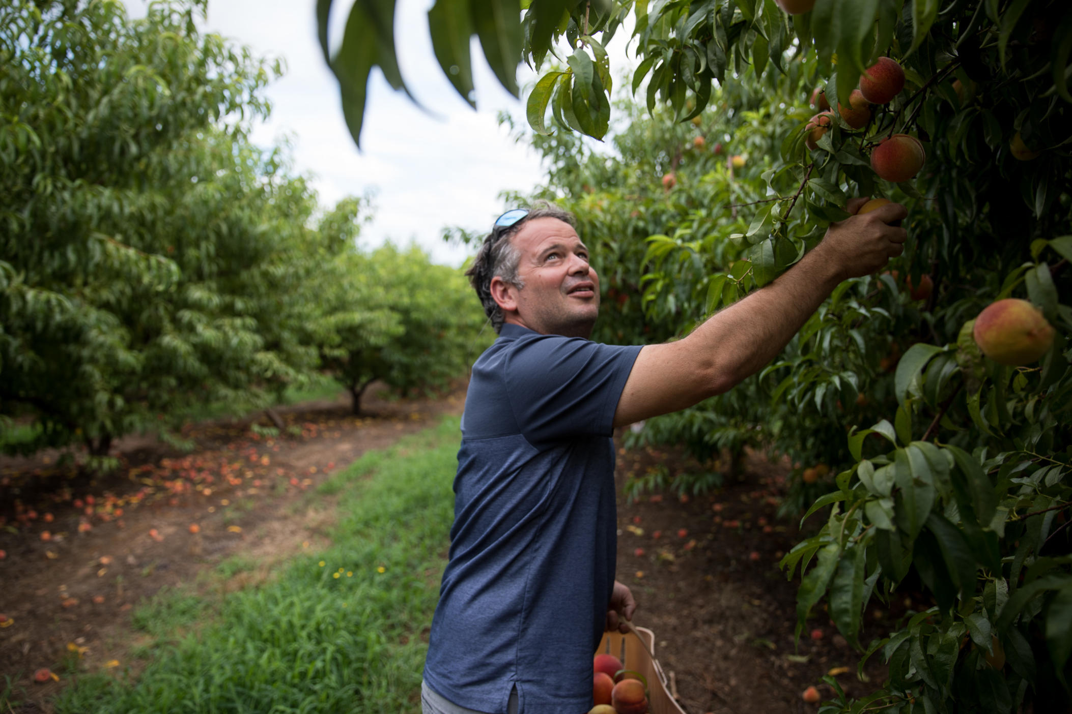 Farm Facts: Apples - Illinois Farm Bureau Partners