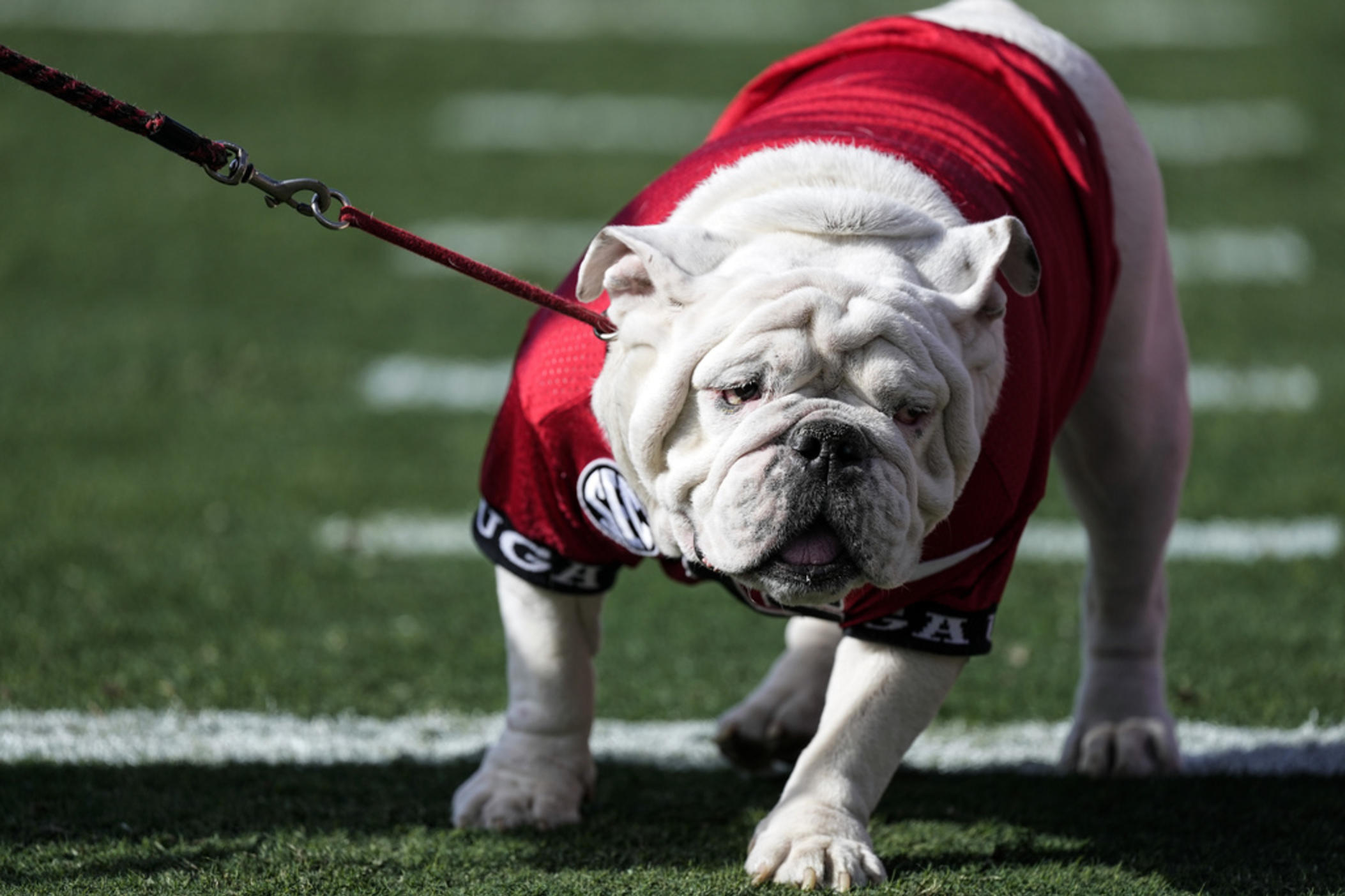 Uga dog outlet collar