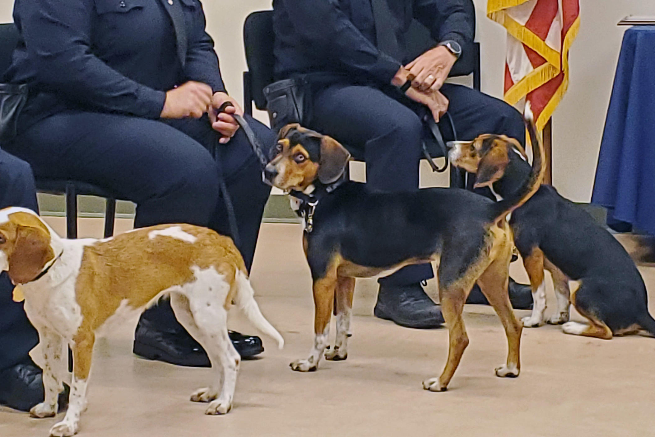 Flash, center, is a rescued beagle trained to detect various agricultural products that pose potential threats to U.S. agriculture at Atlanta Hartsfield-Jackson International Airport.