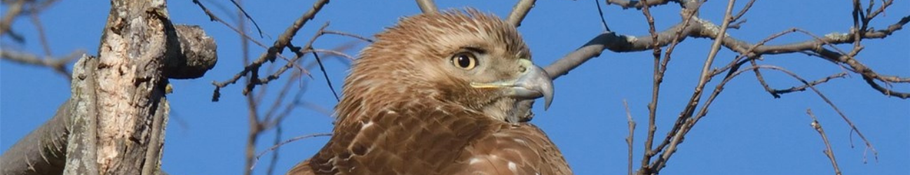 Red-tailed hawk