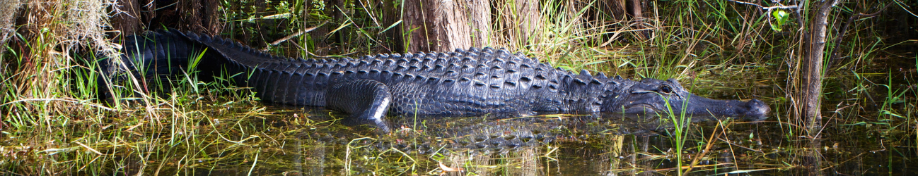 Okefenokee Swamp banner