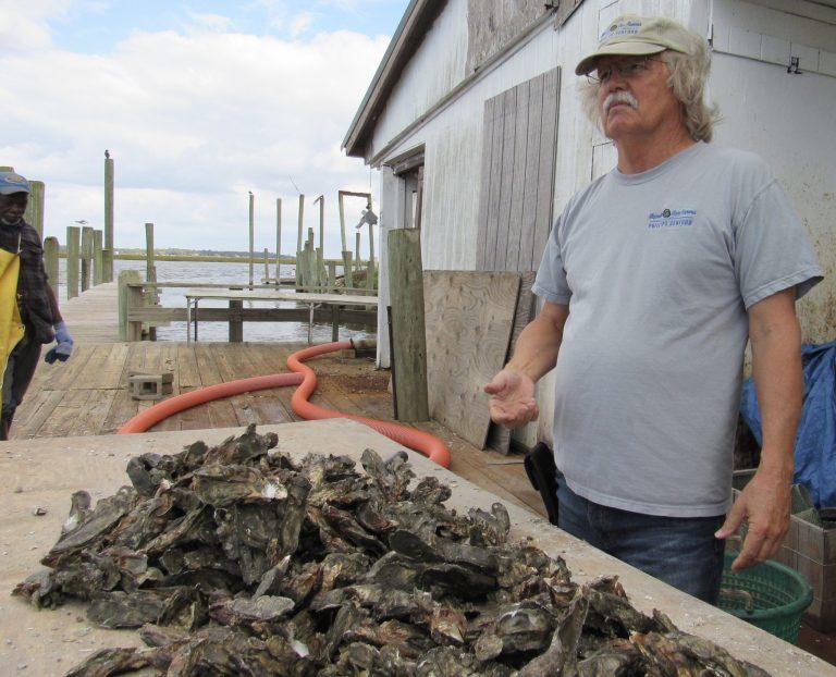 In Townsend, Charlie Phillips, owner of Sapelo Sea Farms, is hoping to be among the first to take part in Georgia’s revived oyster industry. 