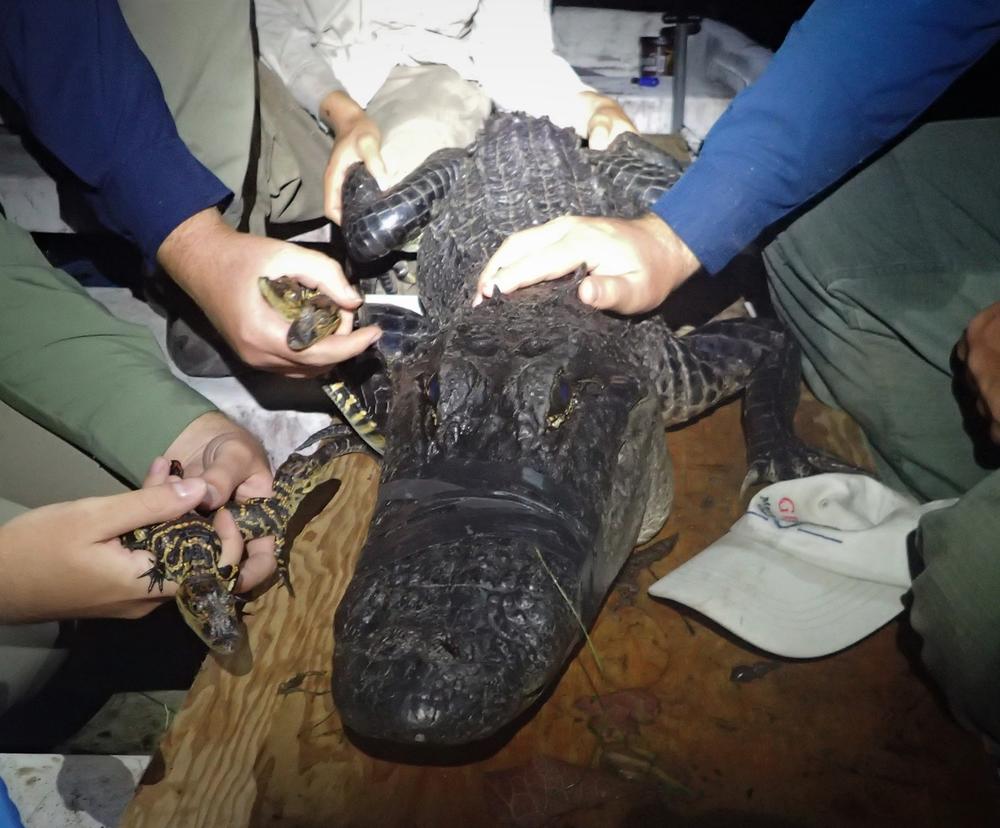 This is one of the alligators the team captured and took samples from last week. It caught seven in all.