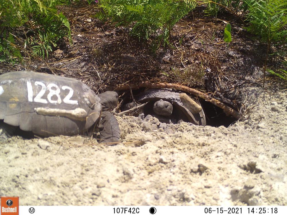 The UGA Coastal Ecology Lab tracks the gopher tortoise using GPS and a numbering system.