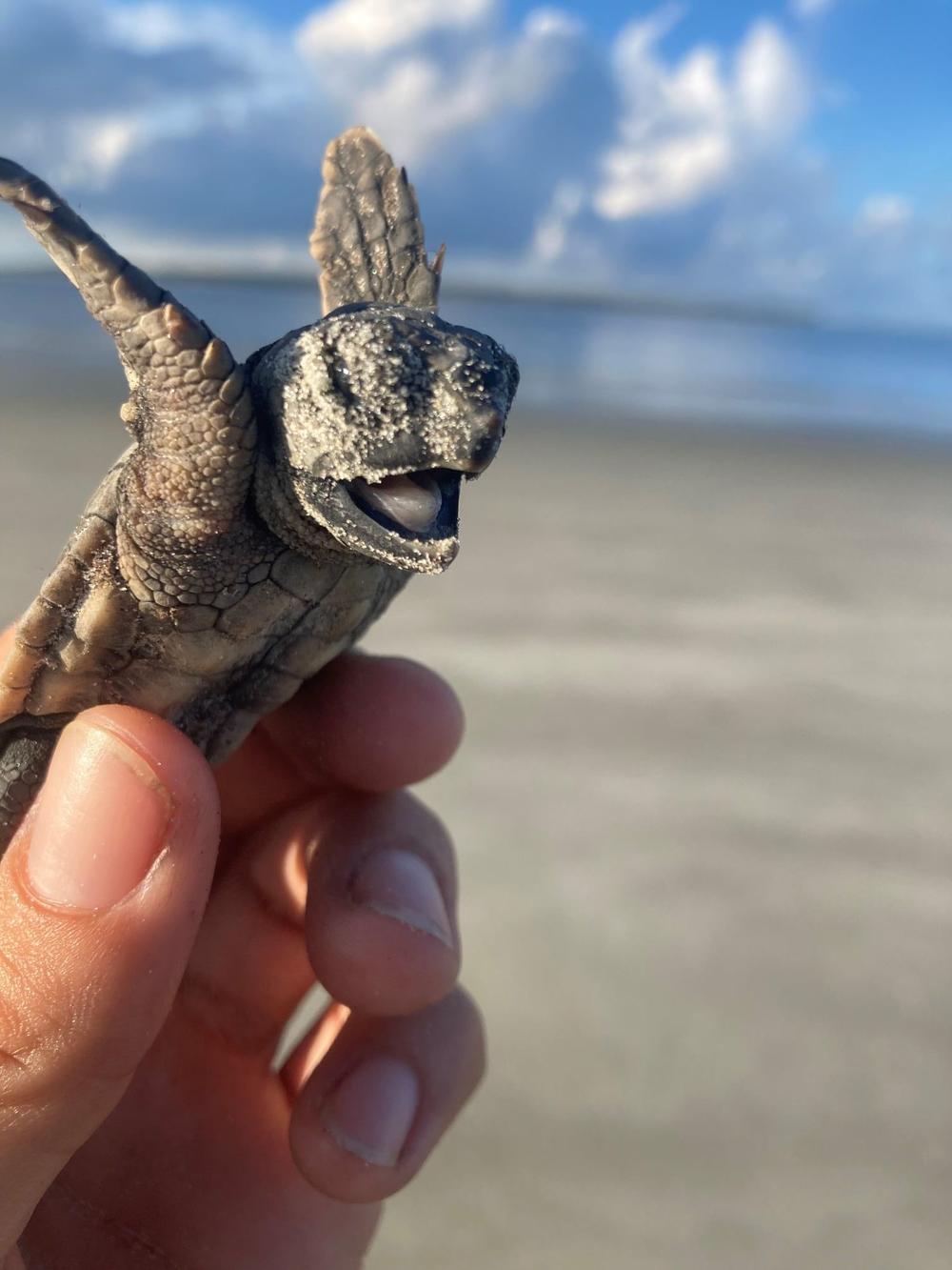 Quarter million loggerhead sea turtle eggs laid on Ga. beaches