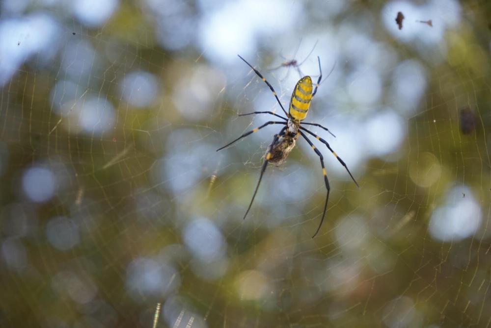 Scientists Draw New Spider Web Family Tree, NOVA