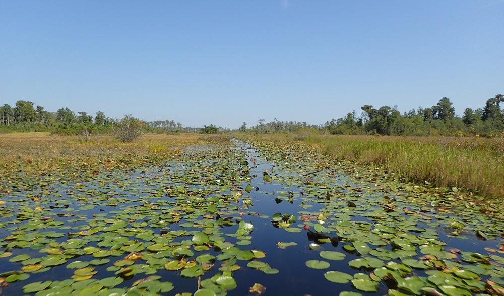 Chemours Pledges To Avoid Mining Near Okefenokee Georgia Public   Owr 