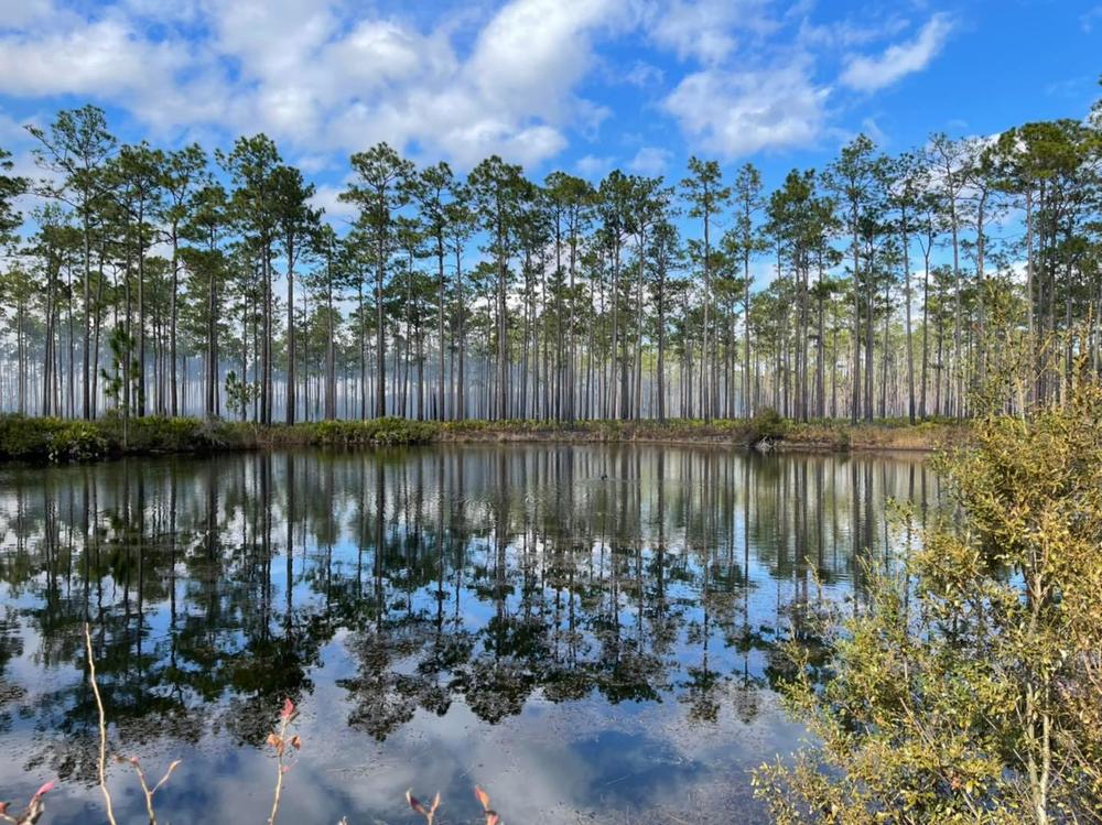 U S Army Corps Revokes Approval Of Mining Near Okefenokee Georgia   271599729 293056856181975 8164727402768481578 N 