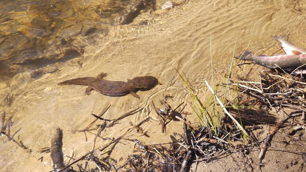 Georgia wildlife biologists want your help tracking eastern