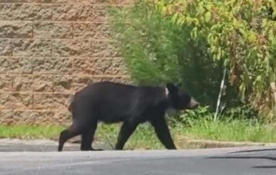 A black bear walks in a street.