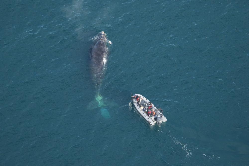 From an aerial view of the open ocean, a whale is seen followed by a small inflatable boat.