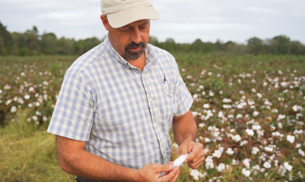 A Fork in the Road Podcast: Southern Drawl Cotton