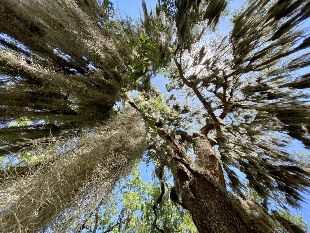 Harris Neck National Wildlife Refuge features live oak trees draped with Spanish moss, as pictured here on the north side of the peninsula, as well as saltmarsh, pine forests and shrublands.