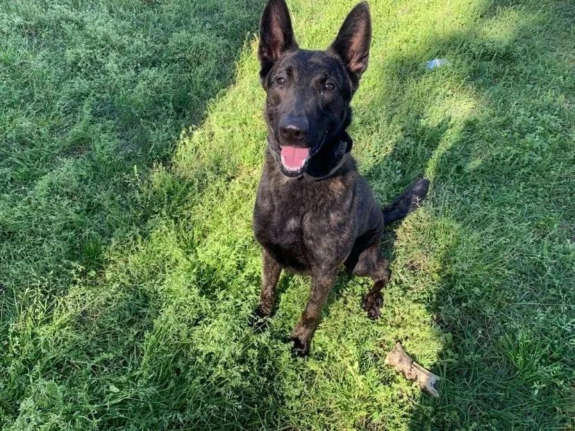 Retired K-9 Kona, formerly of the Liberty County Sheriff's Office, has been at the center of a controversy roiling the election for Liberty County sheriff.
