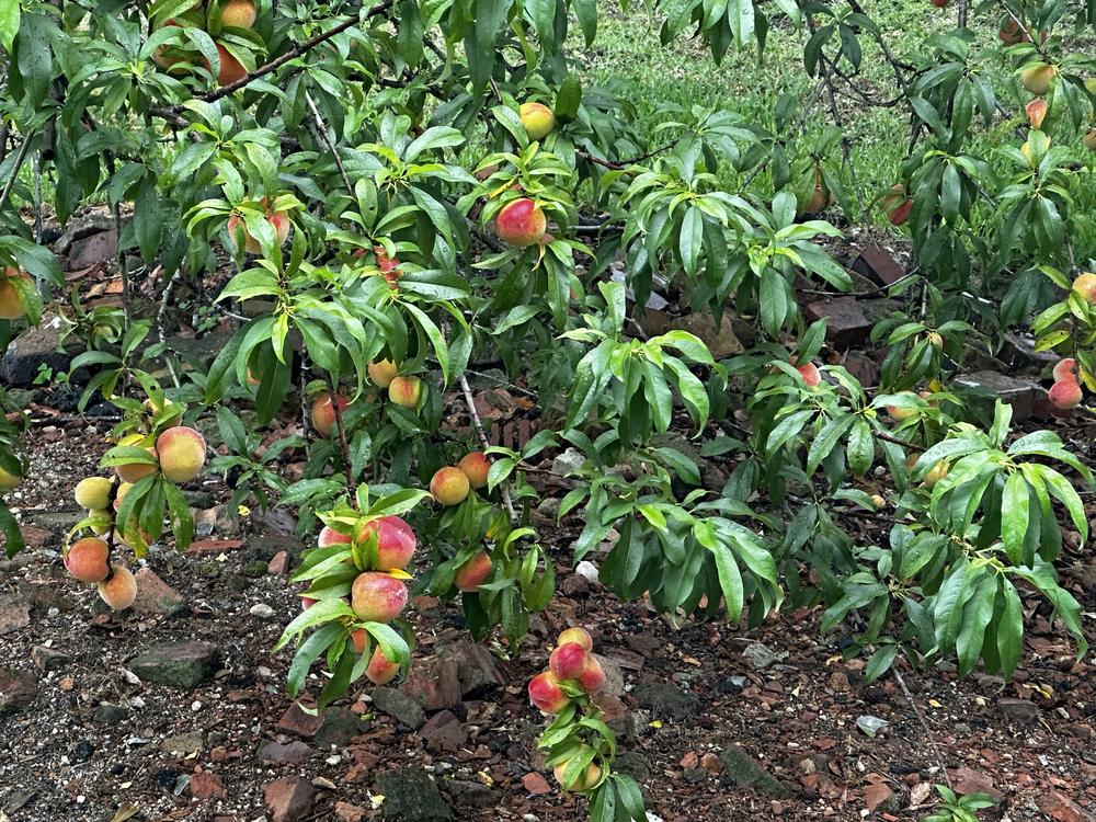 Peach tree branches are shown with ripe peaches hanging from them.