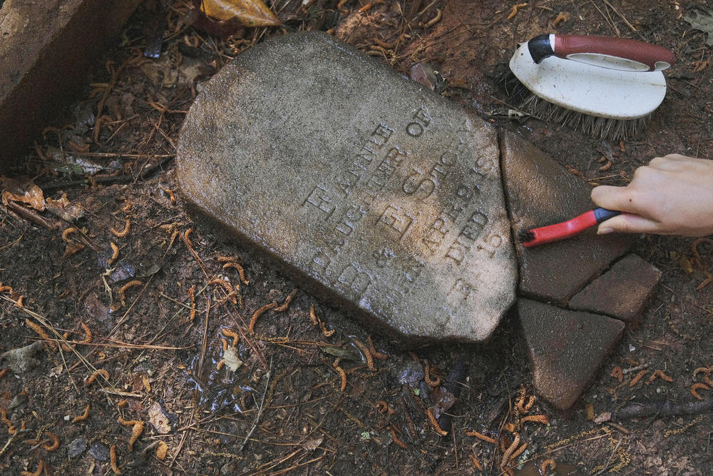 Maya Peters-Greno uses a small brush to clean the grime away from a recently recovered headstone in the Penfield African American Cemetery in Greene County.