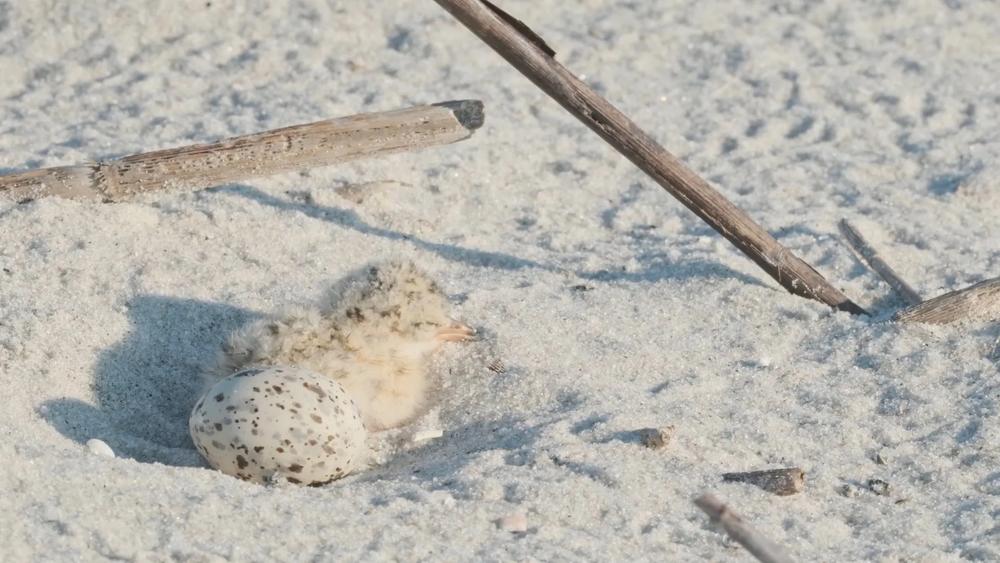 A recently hatched shorebird rests in its nest. Credit: Justin Taylor/The Current