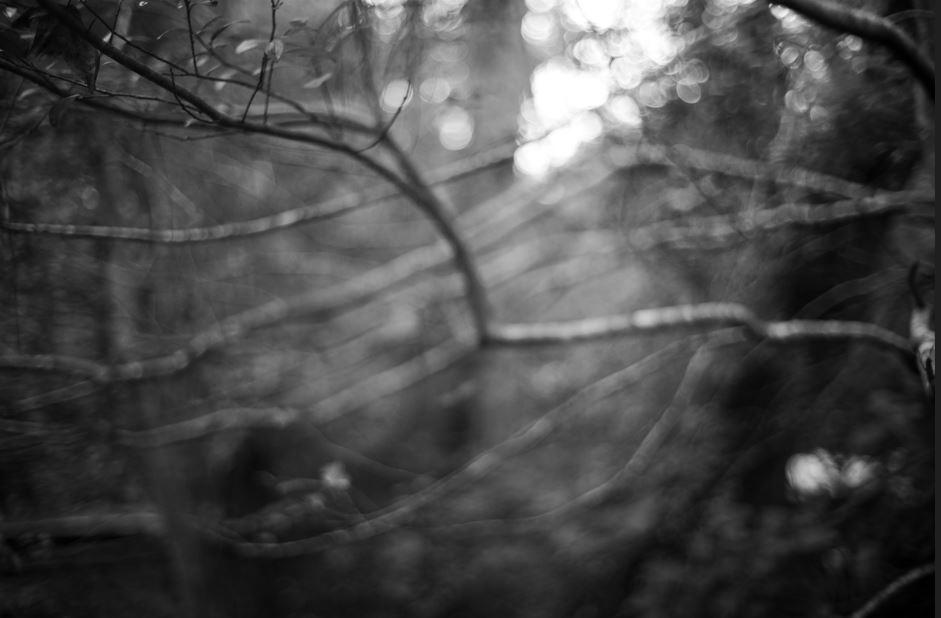 A blurry black and white photograph of tree branches