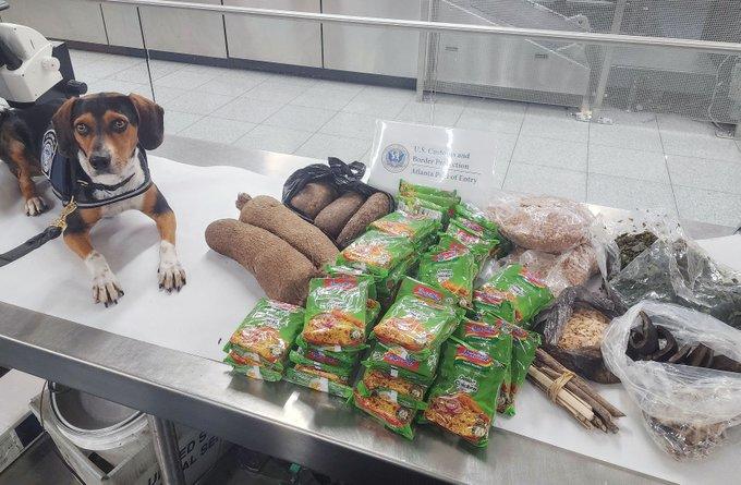 GBP beagle Flash poses with the items he detected in a passenger's luggage at Atlanta Hartsfield-Jackson International Airport on May 10, 2024. 