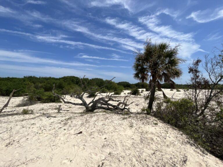 House District 180 is located on Georgia’s coast. Pictured here is Cumberland Island in Camden County. Jill Nolin/Georgia Recorder