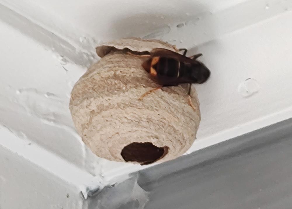 A bee crawls on a beehive that is attached to a building