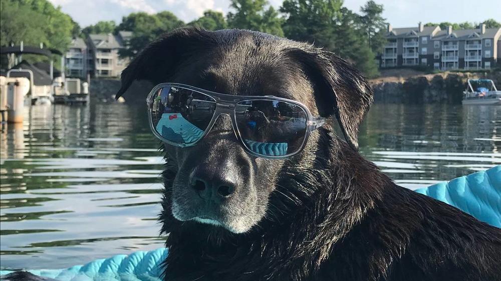 A large dog wearing sunglasses beside a body of water