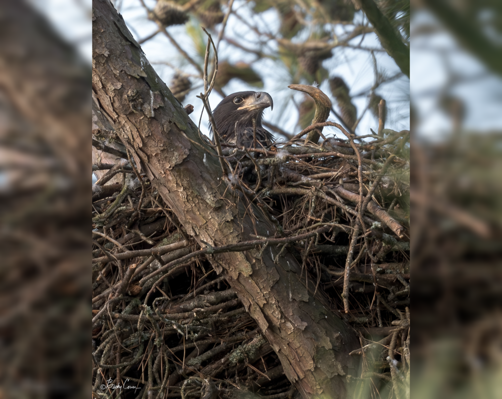  Juvenile bald eagle in a Piedmont region nest included in Georgia DNR’s 2024 survey. Becky Cover/Georgia DNR