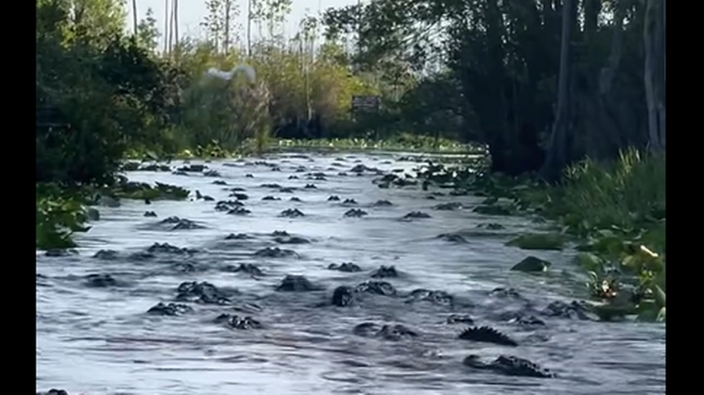A mysterious congregation of alligators was recorded in Georgia’s Okefenokee Swamp, and researchers are trying to figure out what caused the rarely witnessed occurrence. Marty Welch video screengrab