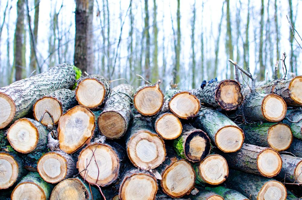 Brown Chop Logs on Outdoor. (Pexels)