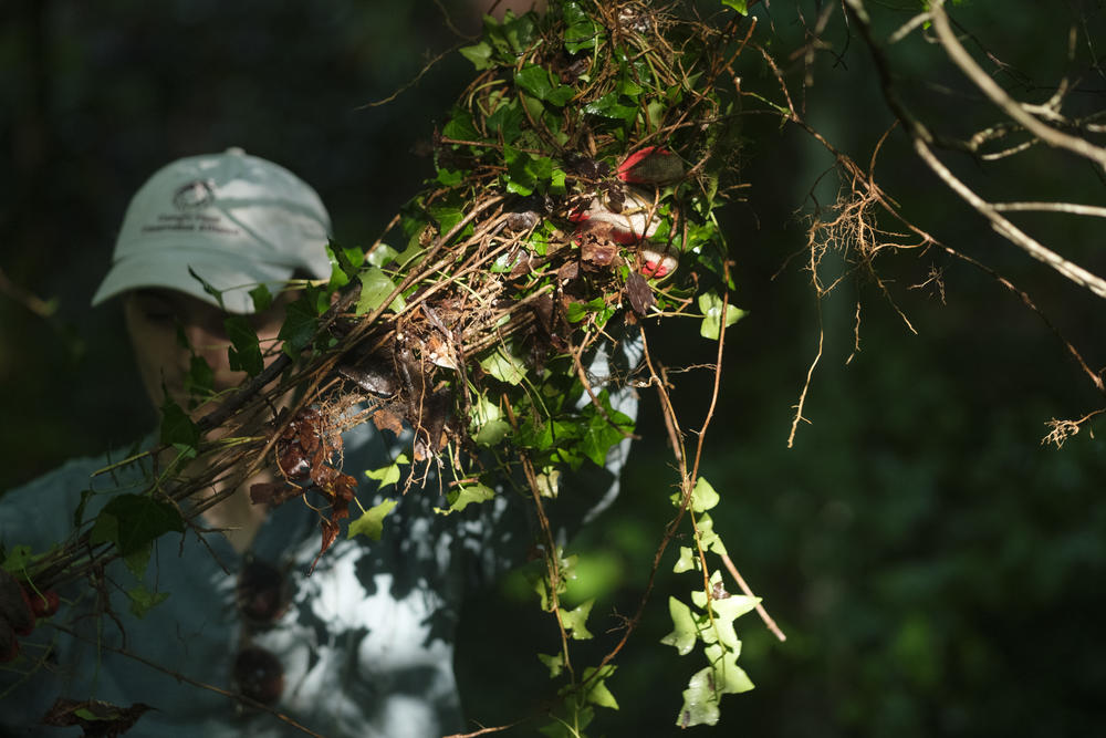 A volunteer with a fist full of ivy. 