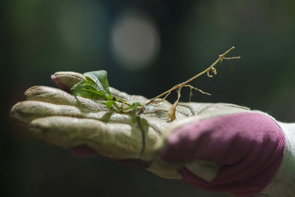 A fringed campion rosette and root, bound to be propagated in a controlled setting. Seed stock of the plant is notoriously hard to collect and save, so conservation efforts center on shaping habitat to benefit the plant and growing samples like this as a hedge against habitat loss. 