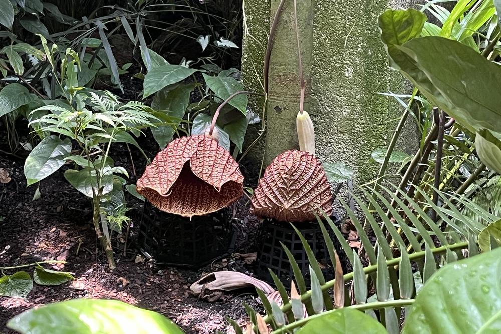 Corpse flower