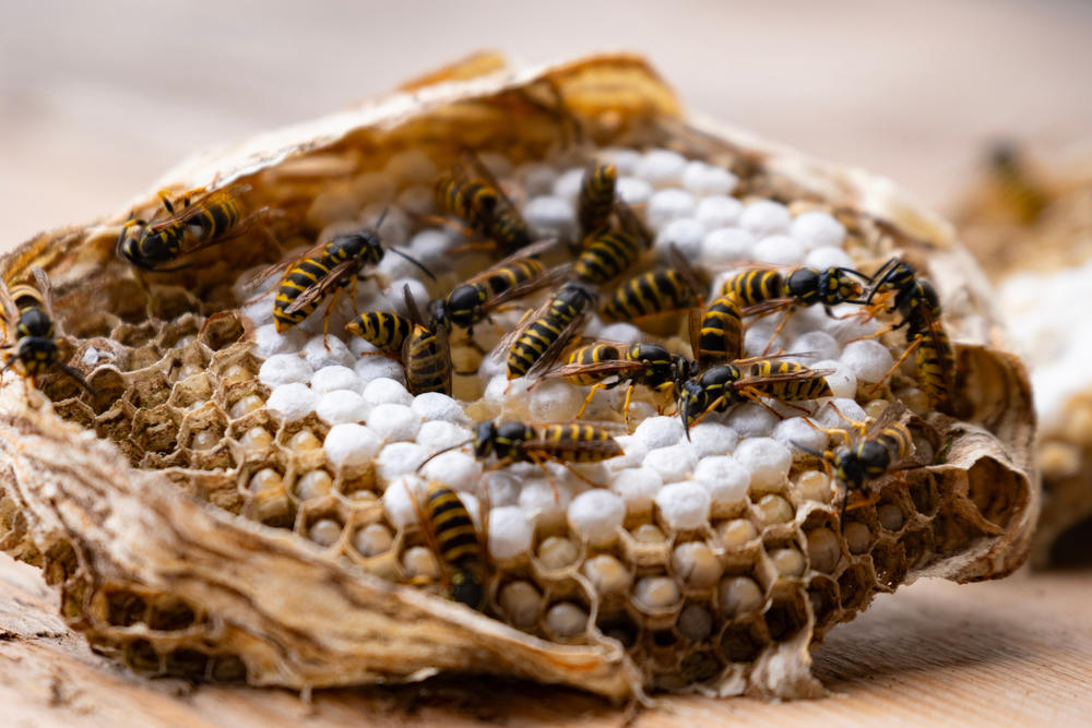 Yellow jacket nest