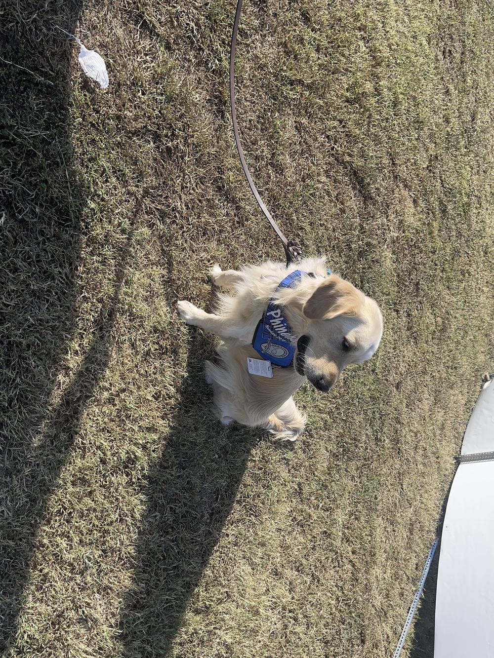 Phinehas is one of several “comfort dogs” brought by Lutheran Church Charities to Winder, Georgia, to help grieving community members and students in the wake of the Apalachee school shooting on Sept. 4. The dogs came from six states, including Nebraska, where Phinehas lives. 