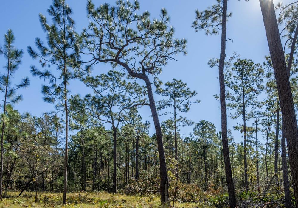 A 200 year old longleaf pine tree, center,  seemingly unscathed by Hurricane Helene at Broxton Rocks in Coffee County.