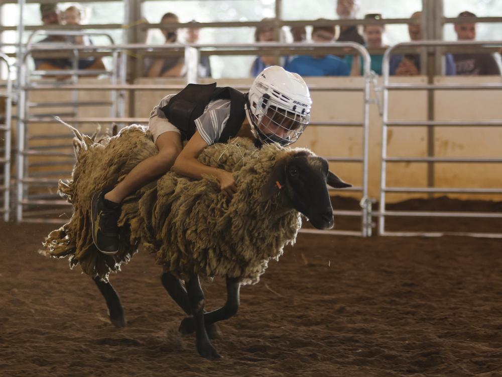 Eli Rego, 6, from Carrollton, Georgia, rides a sheep in the Mutton Bustin' competition at the Georgia National Fair on Oct. 5, 2024 in Perry, Georgia. The competition allows children under 65 lbs to attempt to stay on a sheep for more than five seconds, which Rego did. (Photo/Zach Leggio)